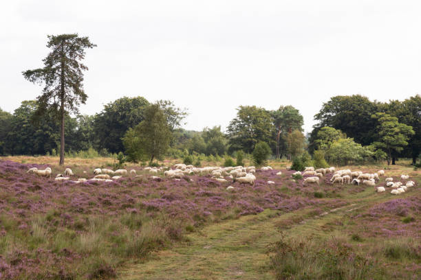 istock Herd of sheep graze on the blooming moorland. 1414827486