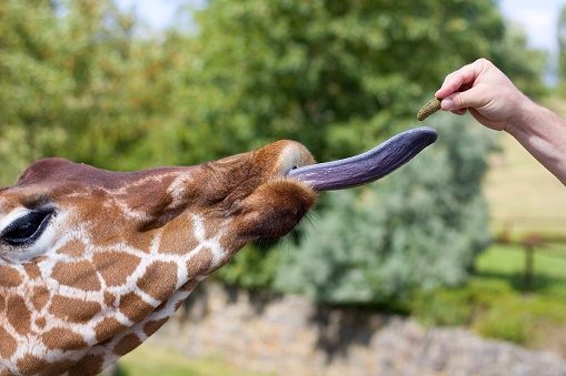 Hand-feeding giraffe with loose tongue in the zoo