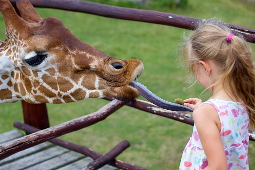 Joven rubia alimentando a mano a la jirafa con la lengua fuera en el zoológico photo