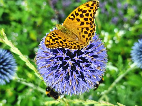 Butterfly (Argynnis) on Globe Thistle captured during summer season.