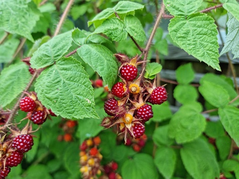 Rubus phoenicolasius (Japanese wineberry) branch with many ripe berries. The sweet edible berries taste good raw or as dessert. Captured during summer season.