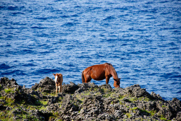 istock horse at Yonaguni Island 1414831206