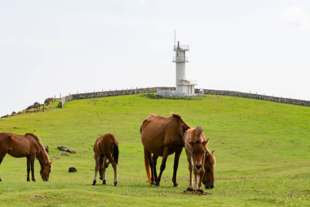 istock horse at Yonaguni Island 1414831321