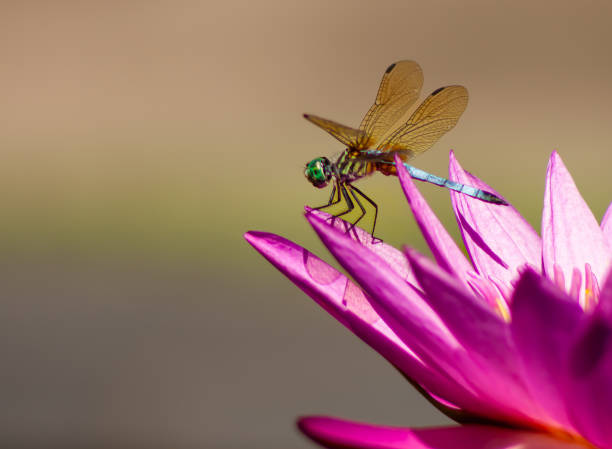 istock Close up dragonfly on a pink water lily 1414831988