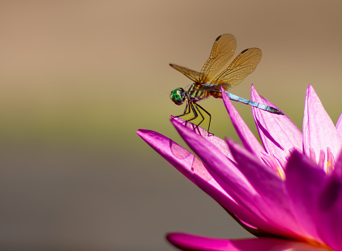 Macro photograph of a dragonfly on a pink water lily