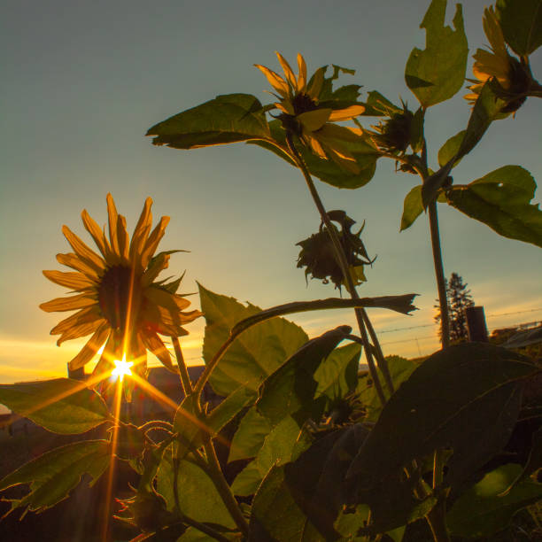Sunflowers in the garden at sunset