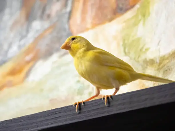 Photo of Selective focus. Young male Curious yellow canary looks straight sitting on a cage on a color background. Breeding songbirds at home.