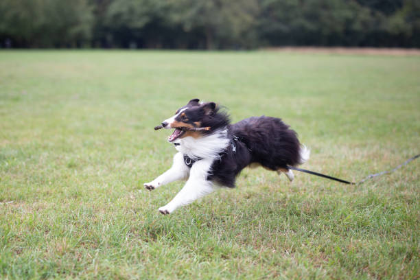 istock Shetland Sheepdog in the park 1414833472