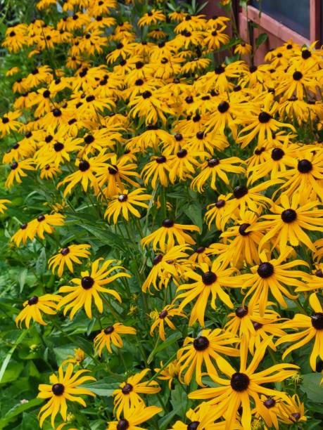 istock Black eyed Susan Daisy, flowers 1414833539