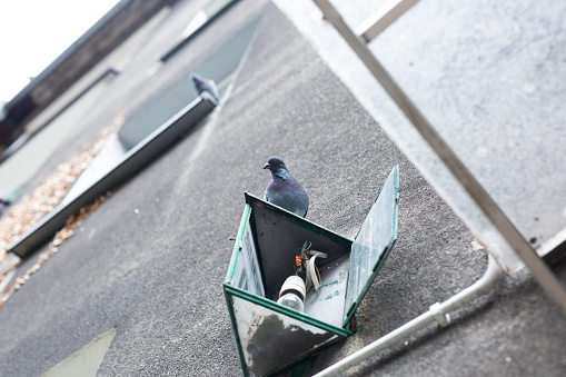 A pigeon on a lantern in an apartment block