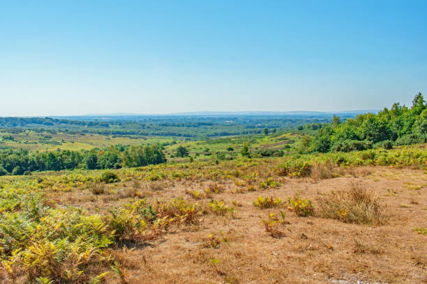 A view across Ashdown Forest scorched but beautiful heathland colours on a bright summer day A view across a valley at Ashdown Forest,s scorched but beautiful heathland colours on a bright summer day ashdown forest photos stock pictures, royalty-free photos & images