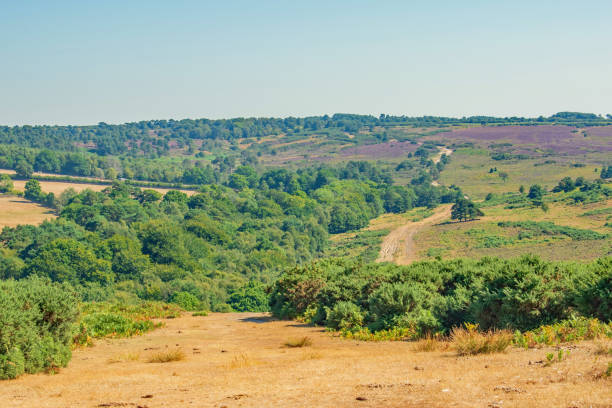 The long scorched earth pathway through Ashdown Forest on a beautiful summer day The long scorched earth pathway through Ashdown Forest, England on a beautiful summer day ashdown forest photos stock pictures, royalty-free photos & images