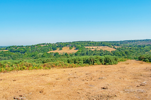 A view across Ashdown Forest England beautiful dry heathland colours and pathway on a bright summer day
