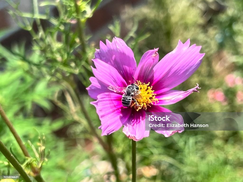 Busy Baby Bee iPhone 13 pro; baby bee pollinating on my cosmos; no edit; Autumn Stock Photo