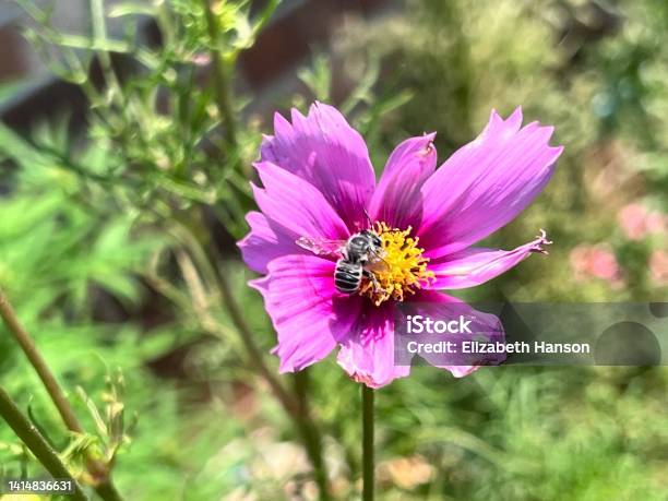 Busy Baby Bee Stock Photo - Download Image Now - Autumn, Beauty, Beauty In Nature