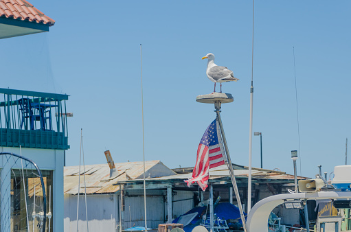 SAN FRANCISCO, USA - 2015, JUN 24: Fishing boats at Fisherman's Wharf in San Francisco. Fisherman's Wharf, Pier 45.