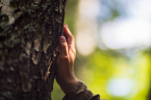 istock Man hand touch the tree trunk close-up. Bark wood.Caring for the environment. 1414839870