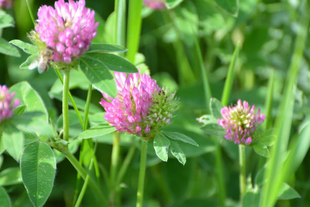 istock Clover (Trifolium medium) blooms in a meadow among grasses 1414840023