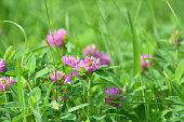 Clover (Trifolium medium) blooms in a meadow among grasses