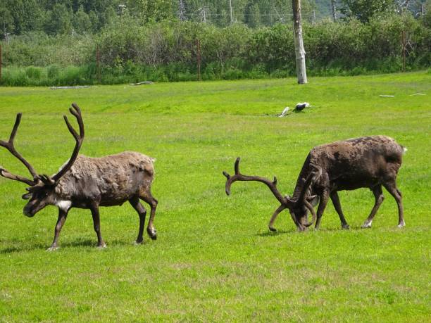 istock Caribou in Alaska 1414840044