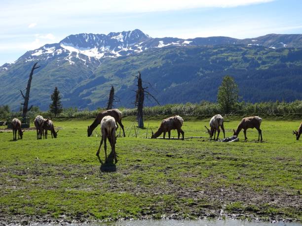 istock Caribou in Alaska 1414840048