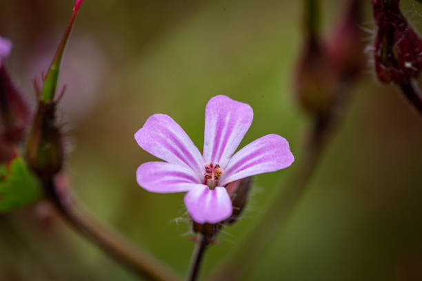 istock Close up herb robert, geranium robertianum in a yard after the rain 1414840631