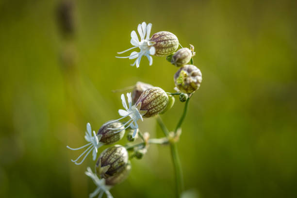 istock Close up of bladder campion in a fields by the sea 1414840859