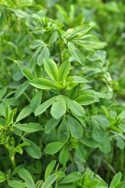 istock In the spring field young alfalfa grows 1414841841