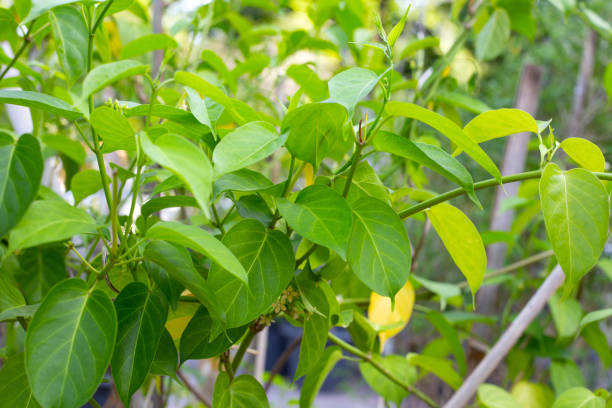 istock Gurmar medicinal plant, Fresh leaves of herb 1414842973