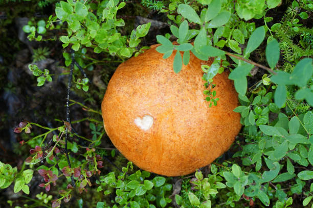 Mushroom with a red hat. Heart on a mushroom. Top view