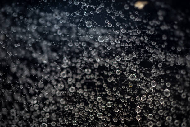 istock Water drops, droplets stuck on a cobweb after rain 1414843616