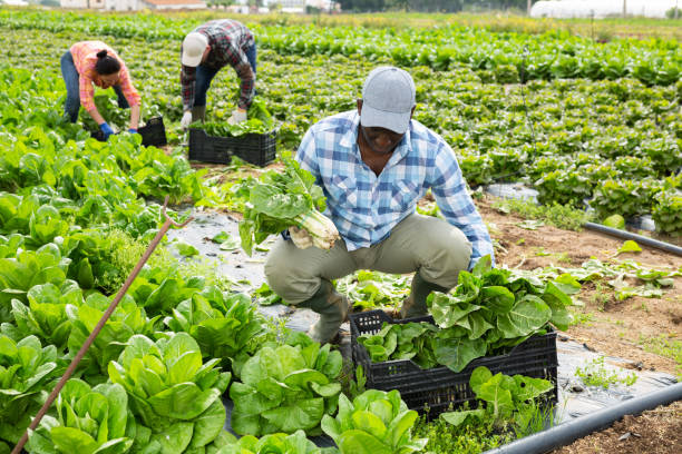 istock Positive man farmer picking chard on field 1414844704