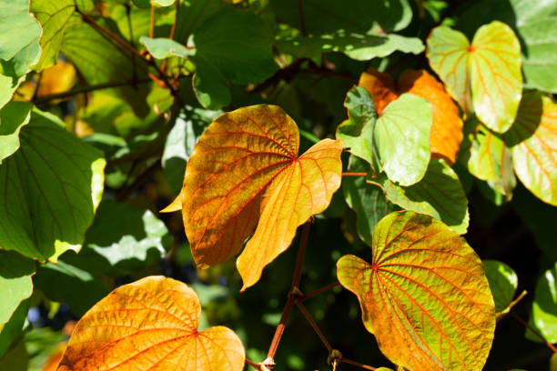 istock Bauhinia aureifolia or gold leaf bauhinia 1414845443