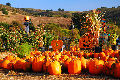 Pumpkins are laid out for sale at a pumpkin picking site ion Half Moon Bay, California in autumn near Halloween