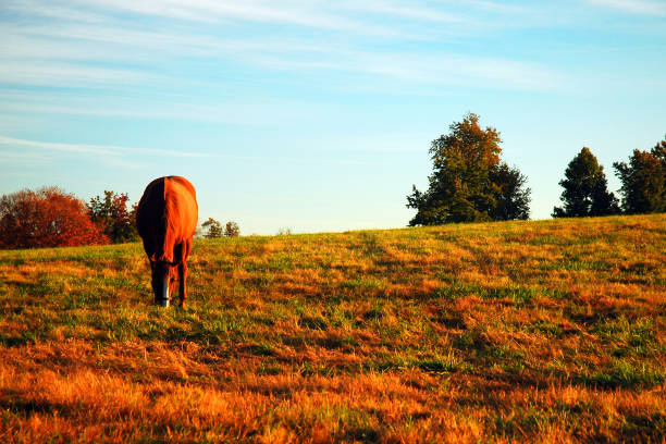 istock Grazing horse in the field 1414845550