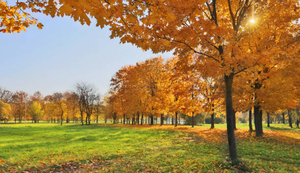 istock golden autumn park with bright trees 1414845750