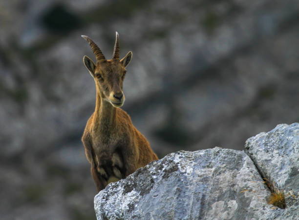 istock Female wild alpine, capra ibex, or steinbock 1414849090