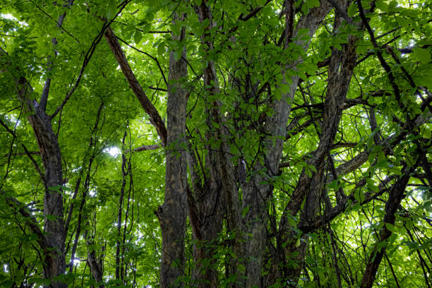 istock detail from a Mediterranean park 1414849117