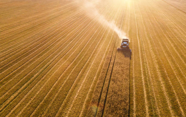 istock Harvesting wheat at sunset 1414850050