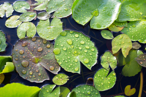 istock Lotus leaves with raindrops. Water lily pond 1414850106