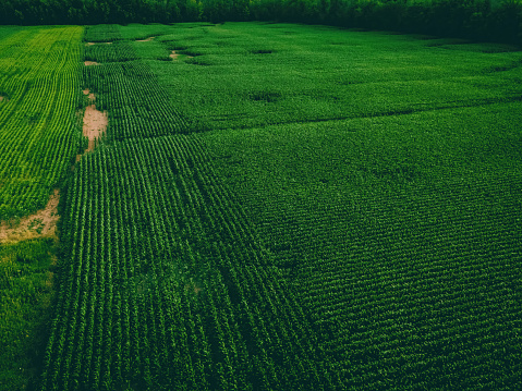 This landscape photo was taken in Europe, in France, in Burgundy, in Nievre, towards Clamecy, in Spring. We see the wheat fields in the countryside, under the sun.