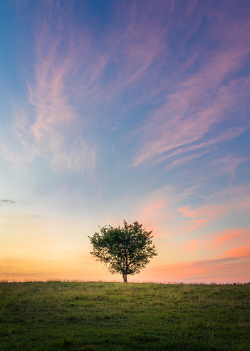 Peaceful morning scenes like this Pastel Sunrise Beautiful Tree Mississippi never gets old.
This pastoral scene of this lone tree and colorful sky was captured in Tupelo MS