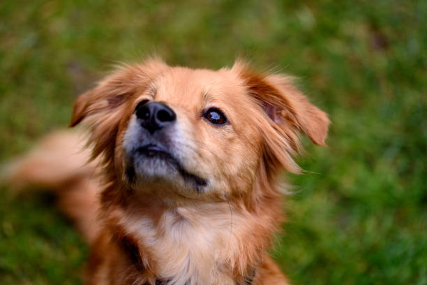 портрет собаки - mixed breed dog dog human face variation стоковые фото и изображения