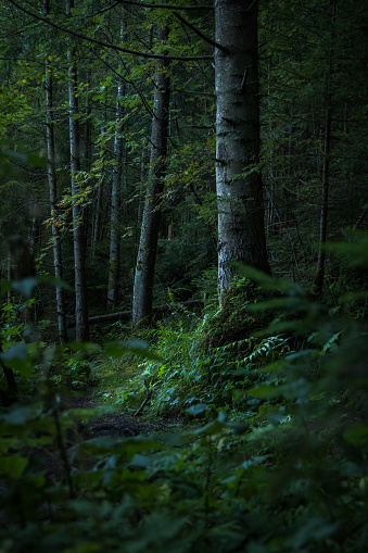 wet rainy autumnal forest with evergreen foliage and moss, dusk lighting vertical photo