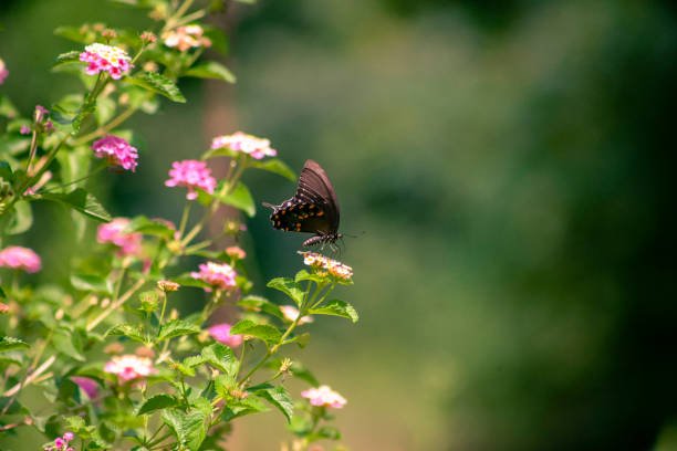migrujący motyl - butterfly flying colony yellow zdjęcia i obrazy z banku zdjęć