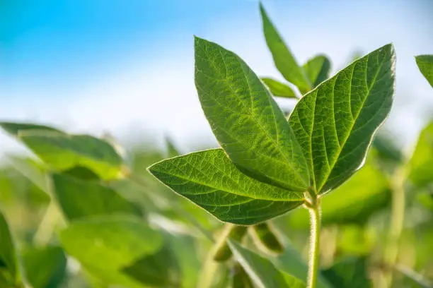 Photo of Green leaf of a soybean plant close-up on the background of an agricultural field. Plants in the open field. Selective focus.