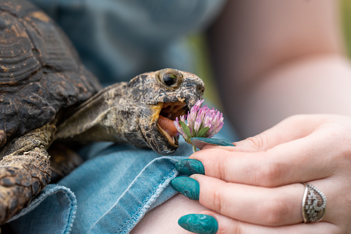 A cute little boy is holding his pet tortoise and is stroking it's shell. The boy is out of focus in the background but he is dressed casual and can be seen smiling.