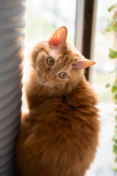 istock Adorable red domestic cat sitting by window 1414858378