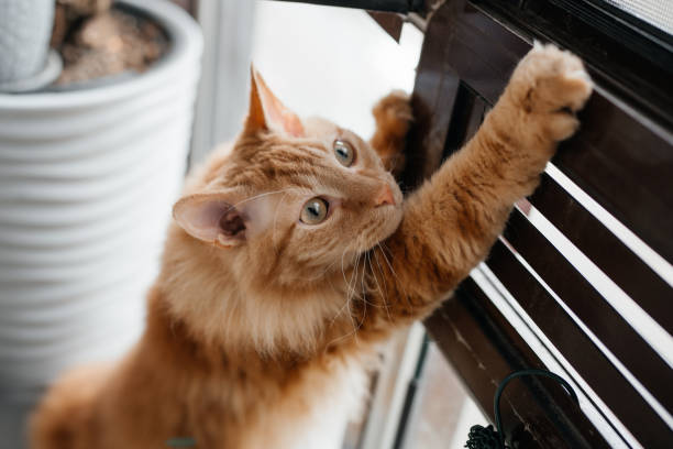 istock Adorable red domestic cat scratching claws. 1414858385
