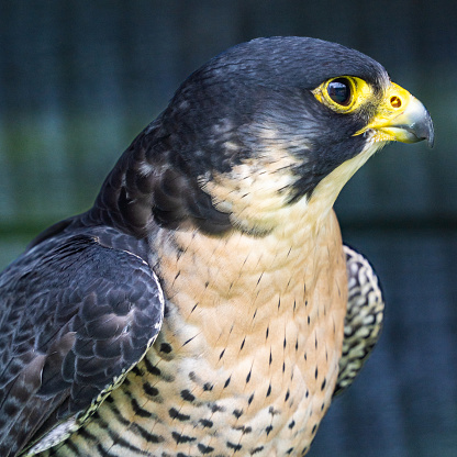 Headshot of Peregrine Falcon